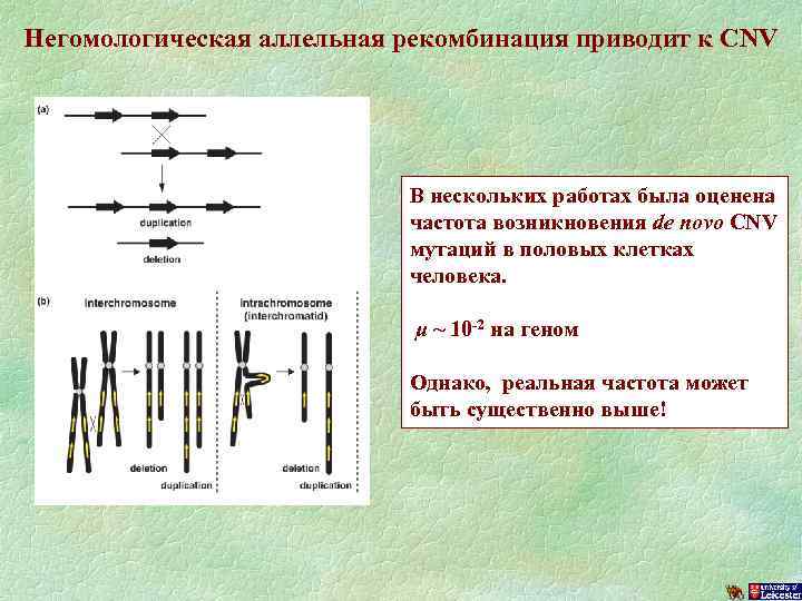 Негомологическая аллельная рекомбинация приводит к CNV В нескольких работах была оценена частота возникновения de