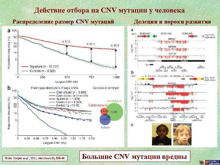 Действие отбора на CNV мутации у человека Распределение размер CNV мутаций From: Cooper et