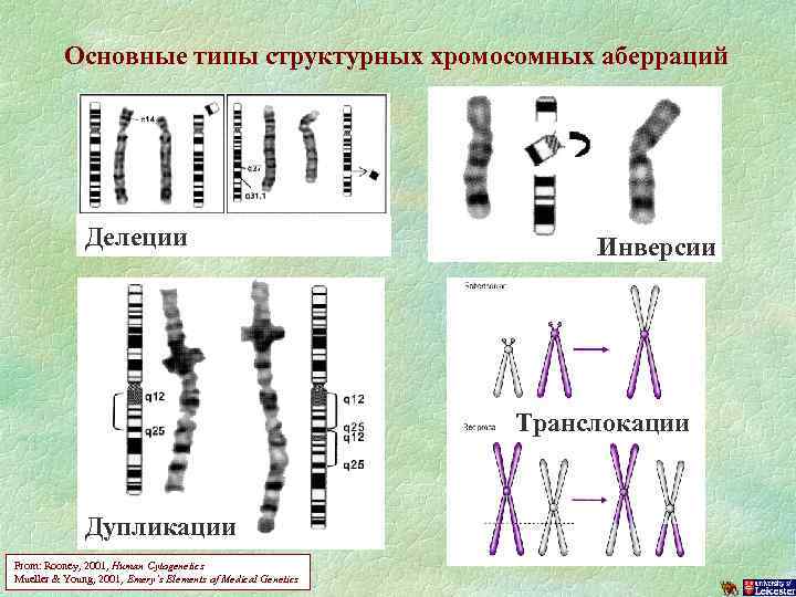 Дупликация транслокация