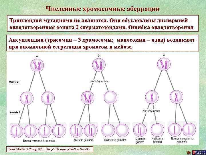 В лаборатории студенты изучают моносомию в их распоряжении имеется семь образцов клеток растений