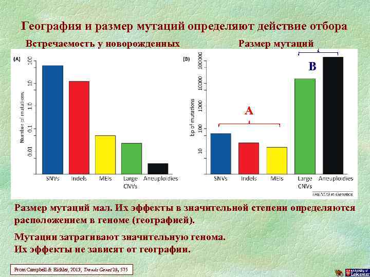 География и размер мутаций определяют действие отбора Встречаемость у новорожденных Размер мутаций В А