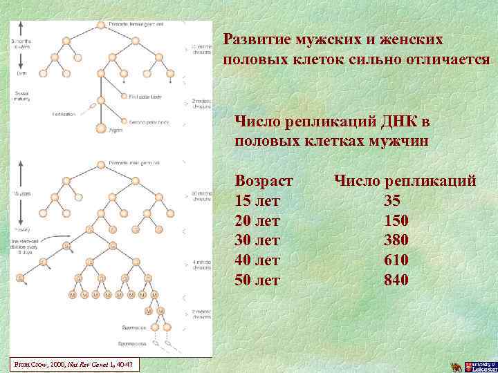 Развитие мужских и женских половых клеток сильно отличается Число репликаций ДНК в половых клетках