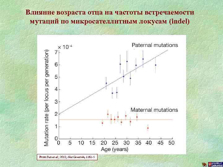 Влияние возраста отца на частоты встречаемости мутаций по микросателлитным локусам (indel) From Sun et