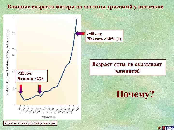 Влияние возраста матери на частоты трисомий у потомков >40 лет Частота >30% (!) <25