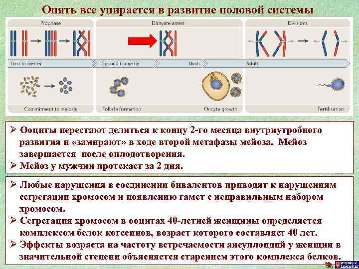 Опять все упирается в развитие половой системы Ø Ооциты перестают делиться к концу 2