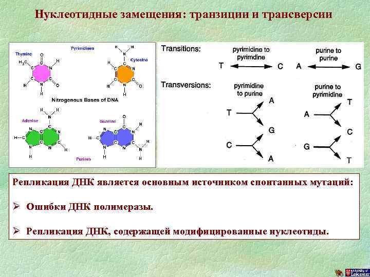 Нуклеотидные замещения: транзиции и трансверсии Репликация ДНК является основным источником спонтанных мутаций: Ø Ошибки