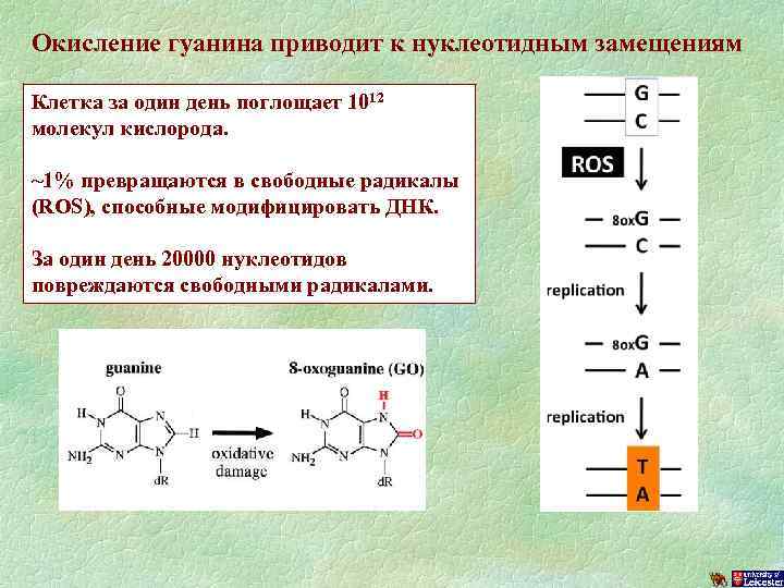 Окисление гуанина приводит к нуклеотидным замещениям Клетка за один день поглощает 1012 молекул кислорода.