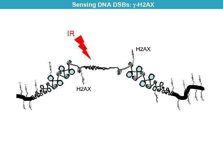 Sensing DNA DSBs: -H 2 AX IR H 2 AX 