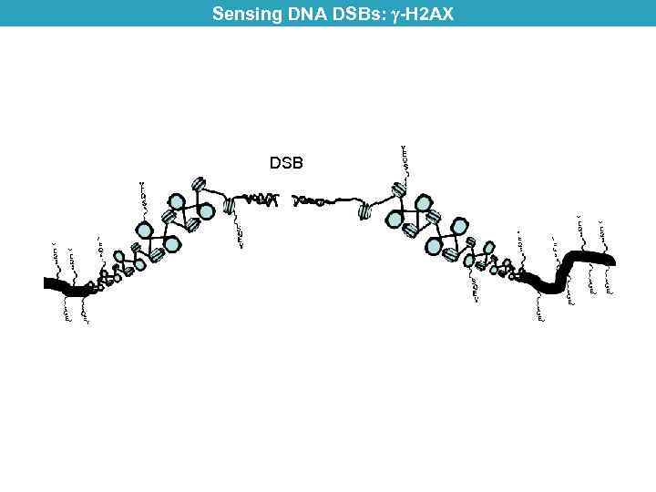 Sensing DNA DSBs: -H 2 AX DSB H 2 AX 