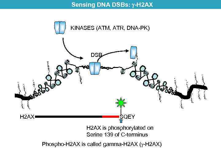 Sensing DNA DSBs: -H 2 AX KINASES (ATM, ATR, DNA-PK) DSB H 2 AX