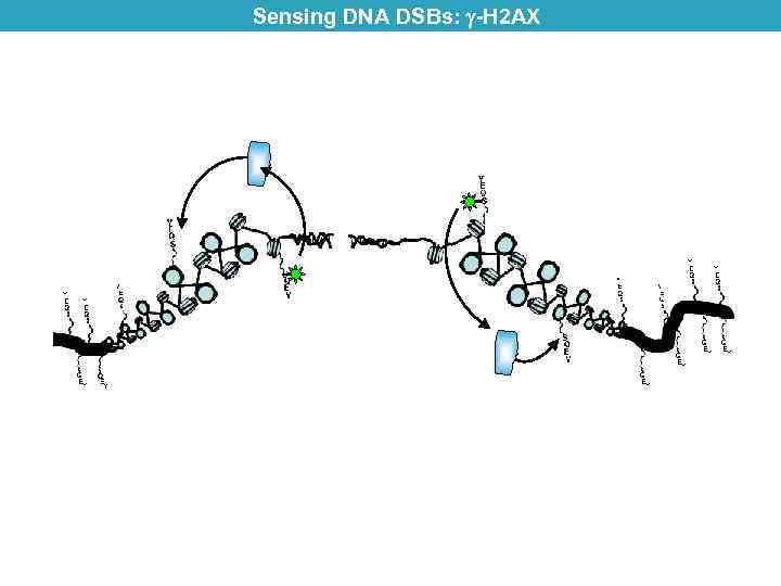 Sensing DNA DSBs: -H 2 AX 