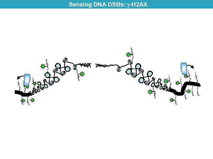 Sensing DNA DSBs: -H 2 AX 