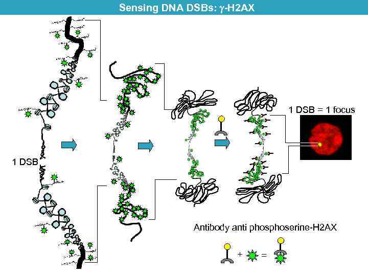 Sensing DNA DSBs: -H 2 AX 1 DSB = 1 focus 1 DSB Antibody