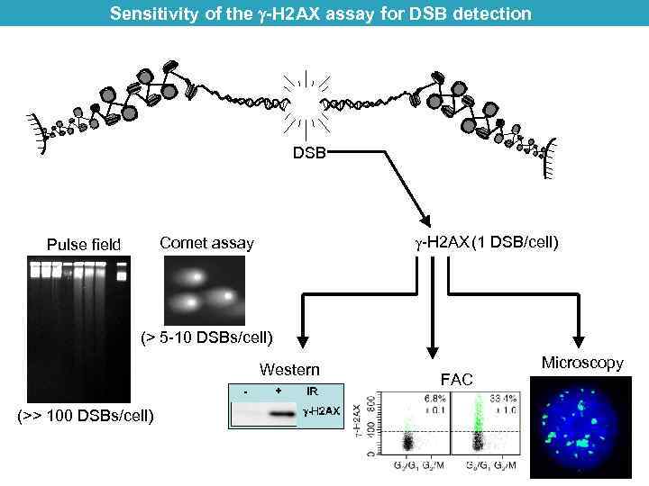 Sensitivity of the -H 2 AX assay for DSB detection DSB -H 2 AX