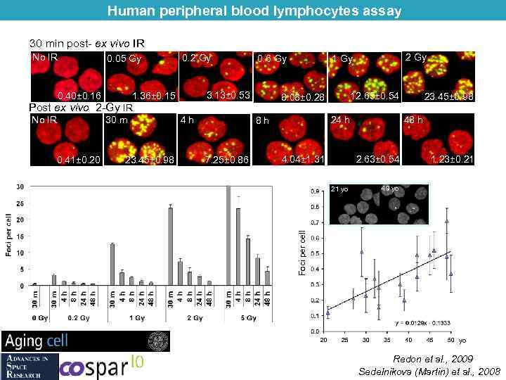 Human peripheral blood lymphocytes assay 30 min post- ex vivo IR 0. 05 Gy