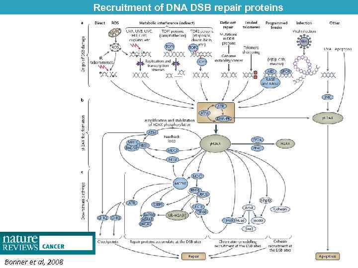 Recruitment of DNA DSB repair proteins Bonner et al, 2008 