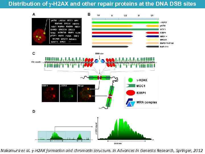 Distribution of -H 2 AX and other repair proteins at the DNA DSB sites