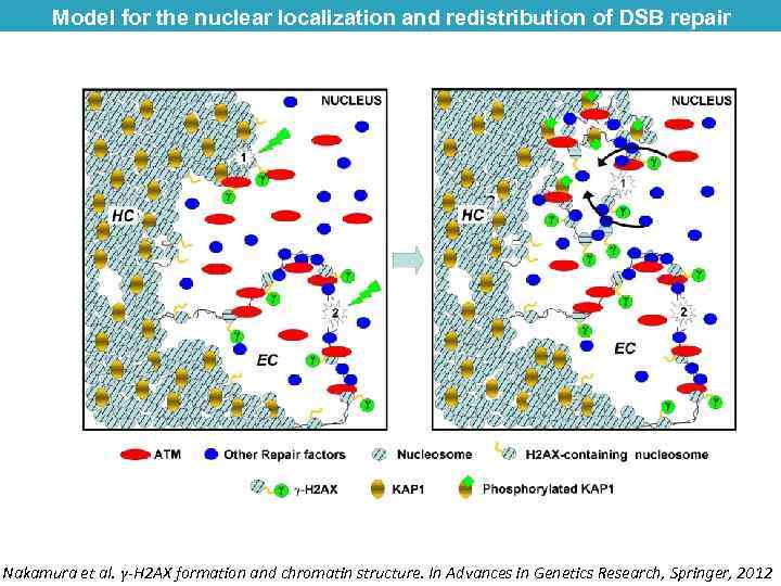 Model for the nuclear localization and redistribution of DSB repair proteins Nakamura et al.