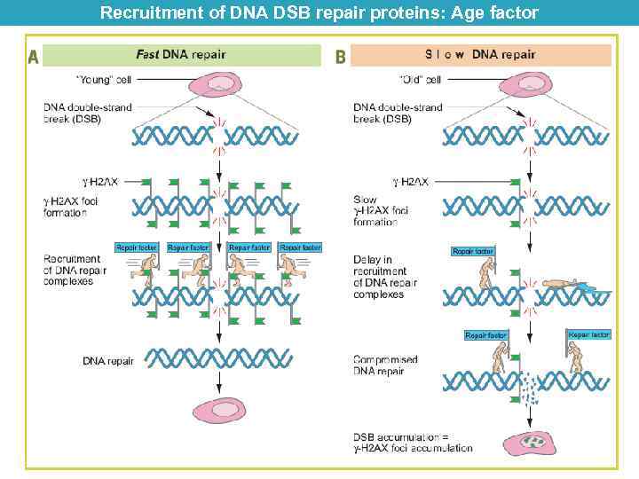 Recruitment of DNA DSB repair proteins: Age factor 