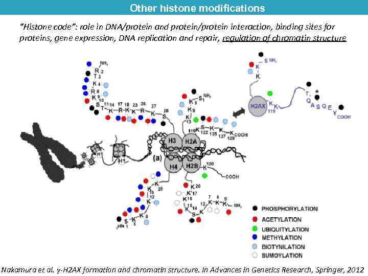 Other histone modifications “Histone code”: role in DNA/protein and protein/protein interaction, binding sites for