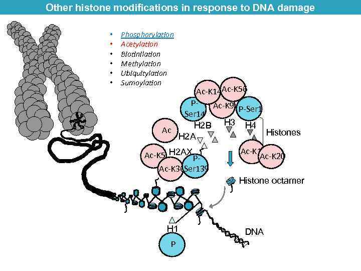 Other histone modifications in response to DNA damage • • • Phosphorylation Acetylation Biotinilation