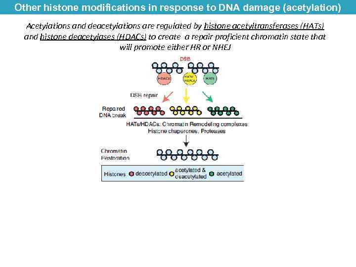 Other histone modifications in response to DNA damage (acetylation) Acetylations and deacetylations are regulated