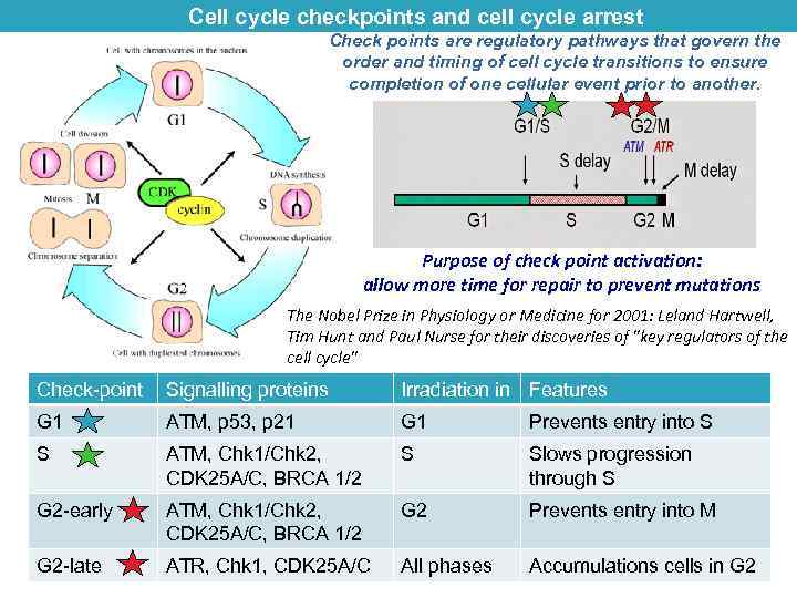 Cell cycle checkpoints and cell cycle arrest Check points are regulatory pathways that govern