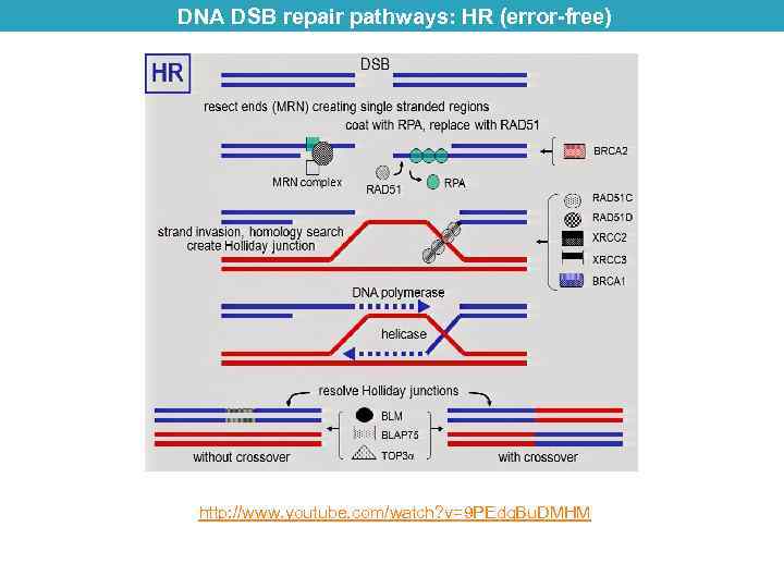 DNA DSB repair pathways: HR (error-free) http: //www. youtube. com/watch? v=9 PEdq. Bu. DMHM