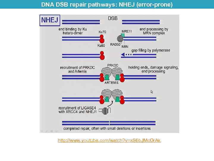 DNA DSB repair pathways: NHEJ (error-prone) http: //www. youtube. com/watch? v=x. S 6 b.