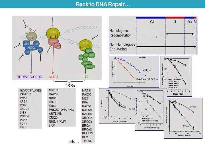 Back to DNA Repair… BER/NER/SSBR NHEJ HR DSBs Etc… 