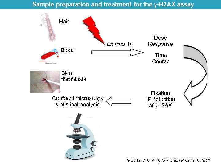 Sample preparation and treatment for the -H 2 AX assay Hair Ex vivo IR