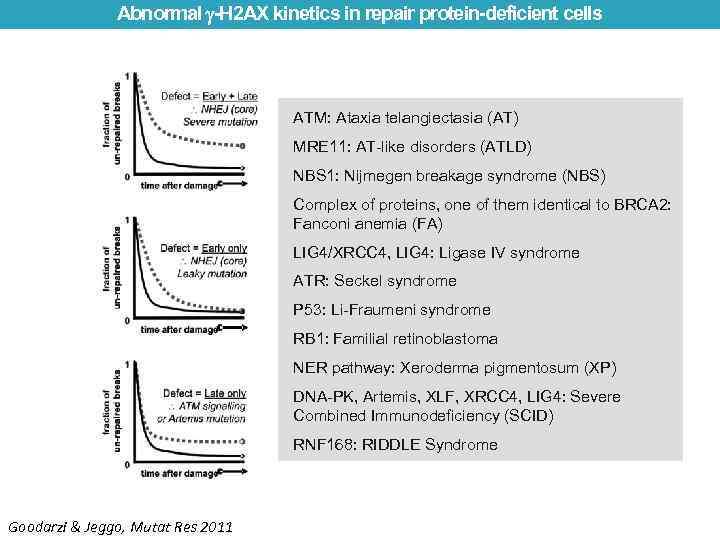 Abnormal -H 2 AX kinetics in repair protein-deficient cells ATM: Ataxia telangiectasia (AT) MRE