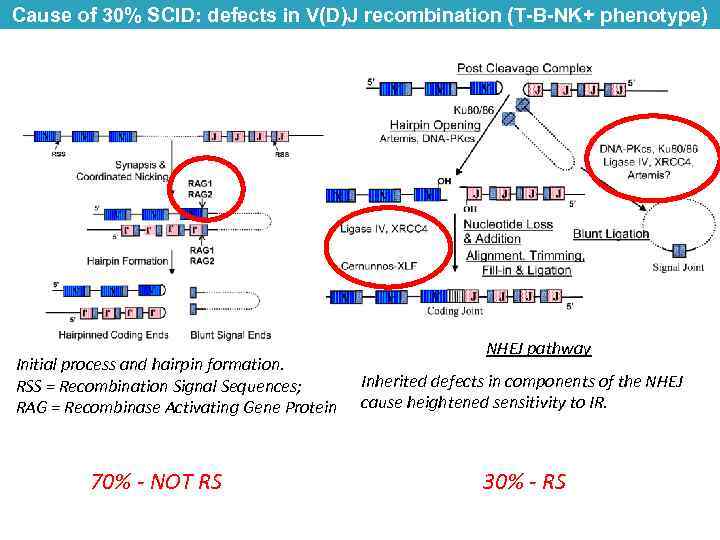 Cause of 30% SCID: defects in V(D)J recombination (T-B-NK+ phenotype) Initial process and hairpin