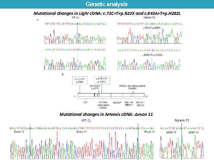 Genetic analysis Mutational changes in Lig. IV c. DNA: c. 73 C>T=p. R 25