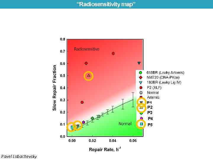 “Radiosensitivity map” P 1 P 2 P 3 P 4 P 5 Pavel Lobachevsky