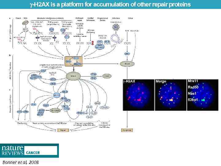  -H 2 AX is a platform for accumulation of other repair proteins Bonner