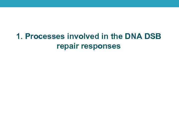 1. Processes involved in the DNA DSB repair responses 