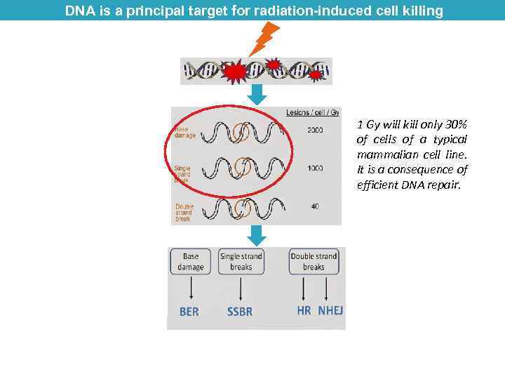 DNA is a principal target for radiation-induced cell killing 1 Gy will kill only