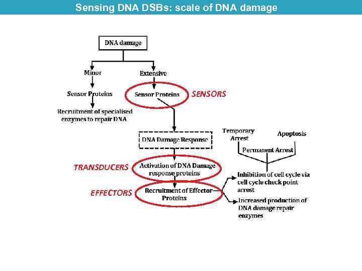 Sensing DNA DSBs: scale of DNA damage SENSORS TRANSDUCERS EFFECTORS 