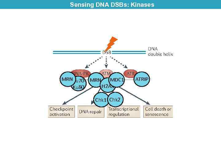 Sensing DNA DSBs: Kinases MRNKu 70 - MRN MDC 1 H 2 AX Ku