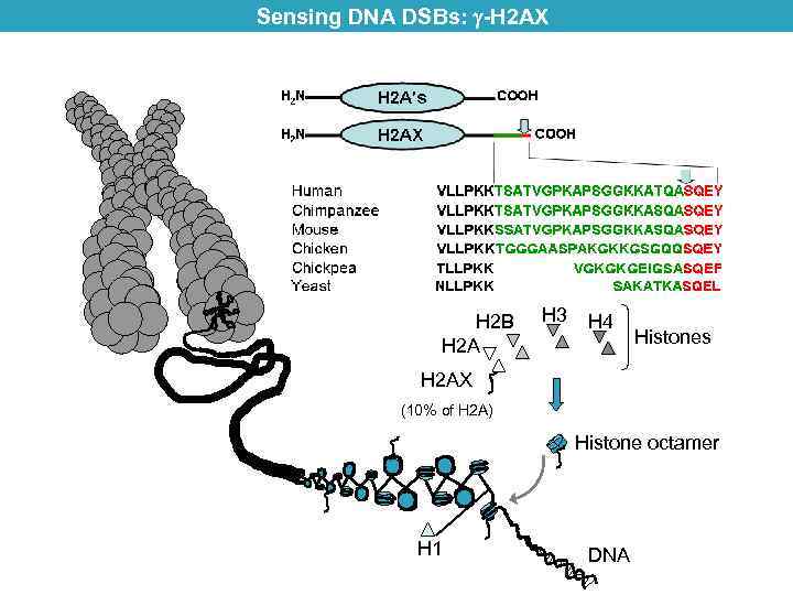 Sensing DNA DSBs: -H 2 AX H 2 B H 2 A H 3