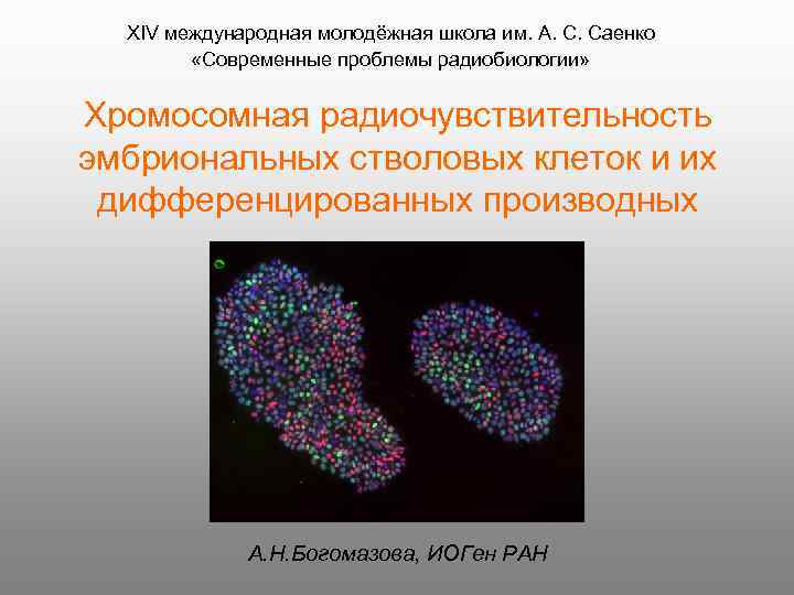 XIV международная молодёжная школа им. А. С. Саенко «Современные проблемы радиобиологии» Хромосомная радиочувствительность эмбриональных