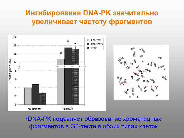 Ингибирование DNA-PK значительно увеличивает частоту фрагментов • DNA-PK подавляет образование хроматидных фрагментов в G