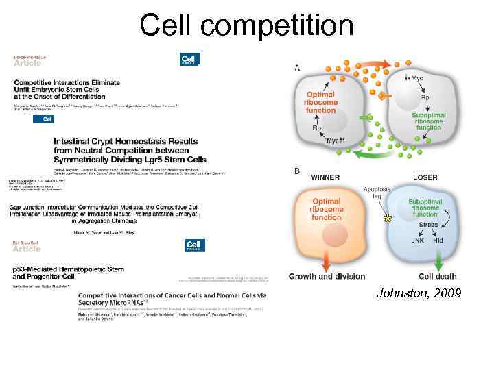 Cell competition Johnston, 2009 