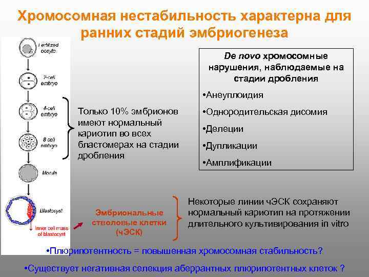 Хромосомная нестабильность характерна для ранних стадий эмбриогенеза De novo хромосомные нарушения, наблюдаемые на стадии