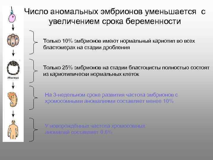Число аномальных эмбрионов уменьшается с увеличением срока беременности Только 10% эмбрионов имеют нормальный кариотип