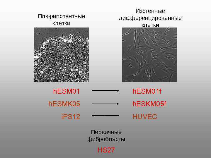 Изогенные дифференцированные клетки Плюрипотентные клетки h. ESM 01 f h. ESMK 05 h. ESKM