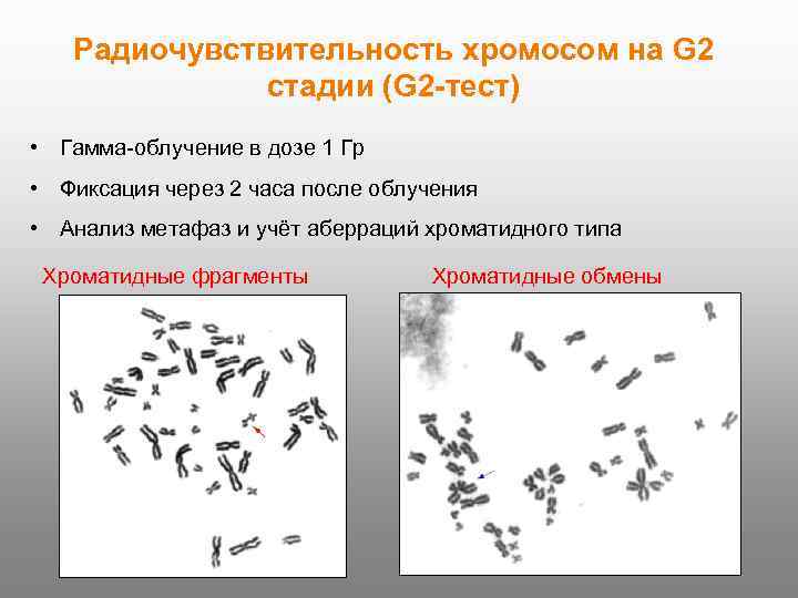 Радиочувствительность хромосом на G 2 стадии (G 2 -тест) • Гамма-облучение в дозе 1