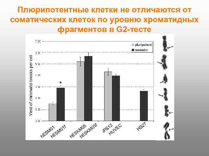 Плюрипотентные клетки не отличаются от соматических клеток по уровню хроматидных фрагментов в G 2