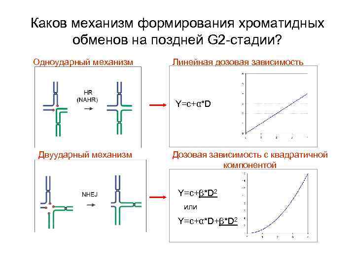 Каков механизм формирования хроматидных обменов на поздней G 2 -стадии? Одноударный механизм Линейная дозовая
